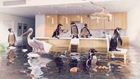 Junho 2 2024 penguinflood